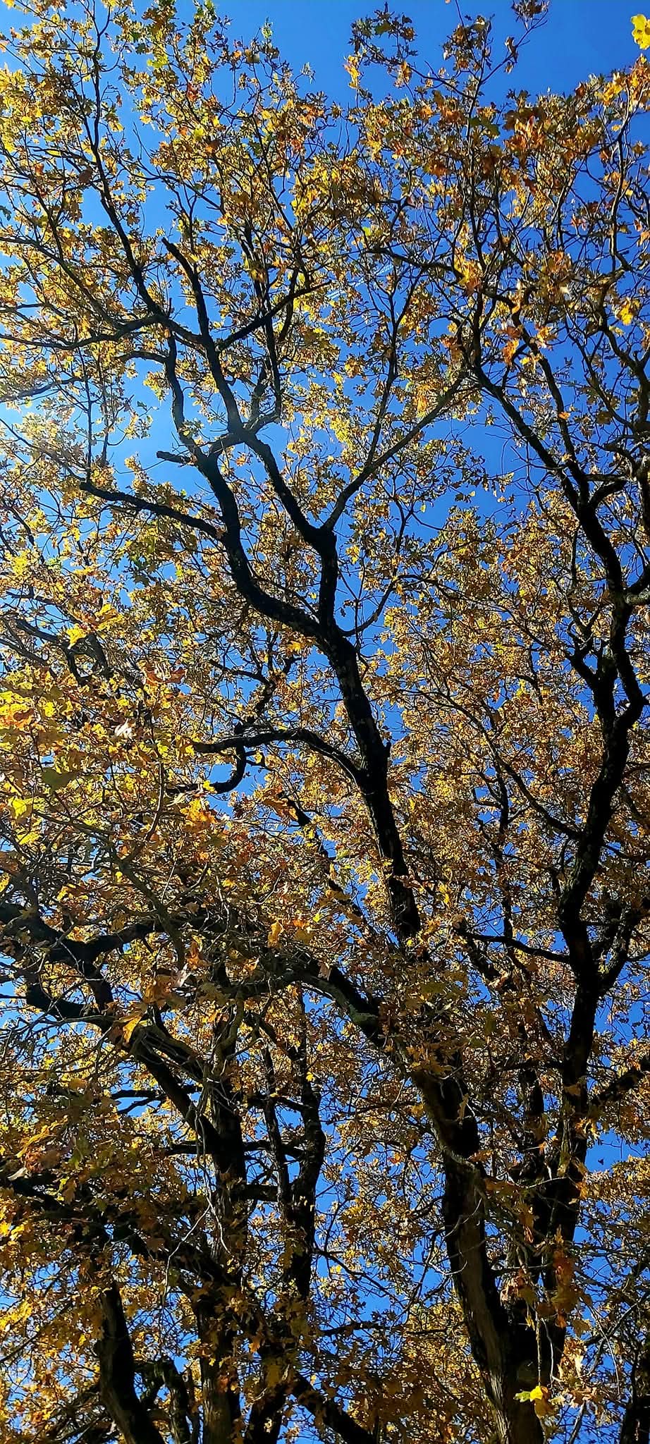 Photo lauréates Capture ton arbre 4