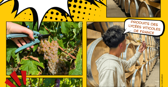 Affiche de la Foire aux vin 2025 organisé par le Lycée de l'Oisellerie