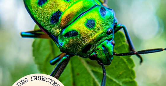 Nos p'tits ateliers - le monde des insectes