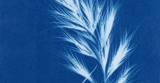 Affiche atelier cyanotype au Théâtre de La Tréfilerie dans le cadre du festival Graines de Mômes